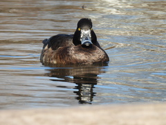 Aythya fuligula