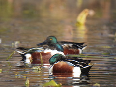 Spatula clypeata