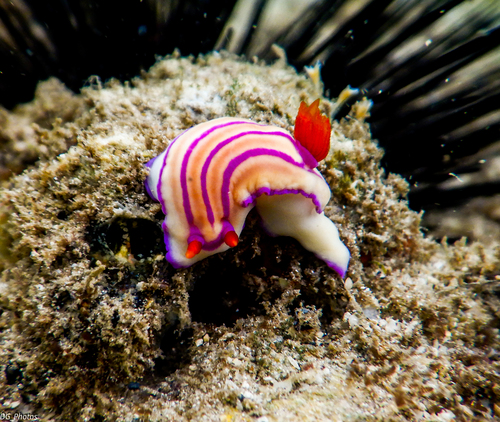 Foto de Hypselodoris de Emma (Hypselodoris emma)