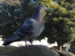 Columba livia domestica