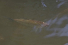 Trichopodus microlepis