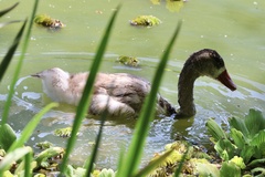 Cygnus melancoryphus