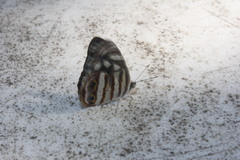 Dynamine postverta mexicana