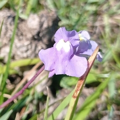 Utricularia tricolor