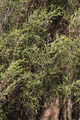 Passerina montana