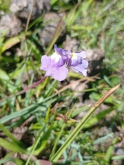 Utricularia tricolor