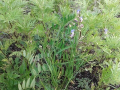 Polygala tenuifolia