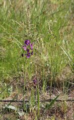 Verbascum phoeniceum