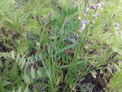 Polygala tenuifolia