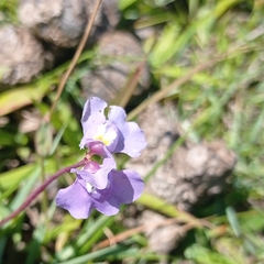 Utricularia tricolor