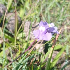 Utricularia tricolor