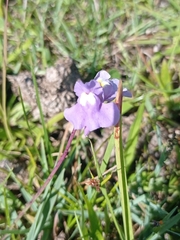 Utricularia tricolor