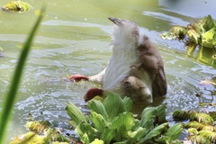 Cygnus melancoryphus