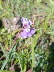 Utricularia tricolor