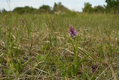 Dactylorhiza praetermissa