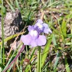 Utricularia tricolor