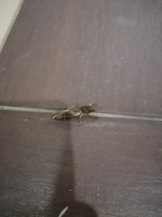 Gryllotalpidae