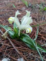 Iris palaestina