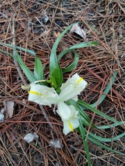 Iris palaestina