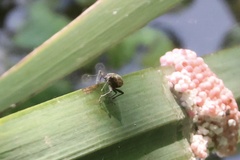 Naupactus xanthographus