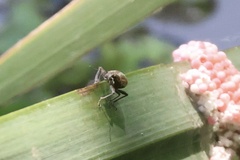 Naupactus xanthographus
