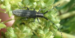 Agapanthia villosoviridescens