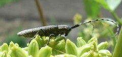 Agapanthia villosoviridescens