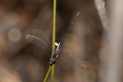 Archiargiolestes parvulus