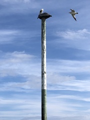 Pelecanus occidentalis