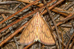 Ecpyrrhorrhoe damastesalis