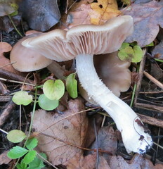Entoloma
