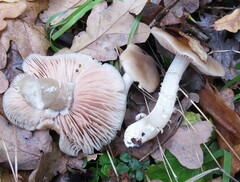 Entoloma