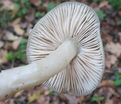 Entoloma