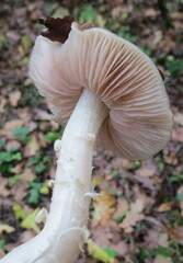 Entoloma