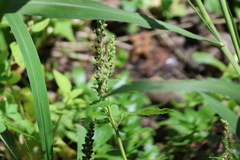 Teucrium vesicarium