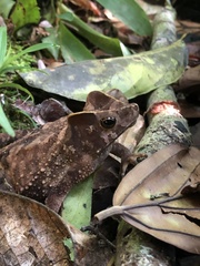 Rhinella margaritifera