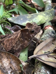 Rhinella margaritifera