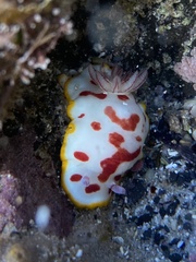 Goniobranchus splendidus