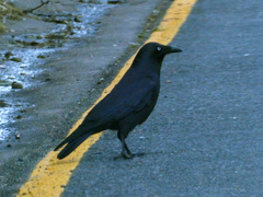 Corvus tasmanicus