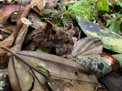 Rhinella margaritifera