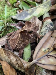 Rhinella margaritifera