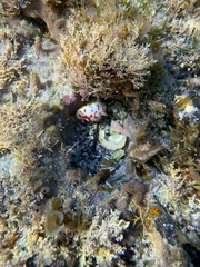 Goniobranchus splendidus