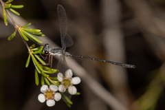 Archiargiolestes parvulus