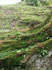 Callosciurus notatus