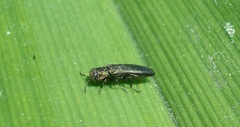 Agrilus cuprescens