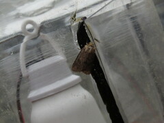 Pseudorthodes vecors