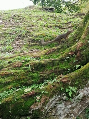 Callosciurus notatus