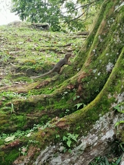 Callosciurus notatus