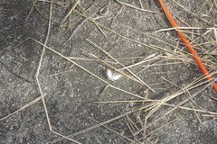 Antigonus emorsa
