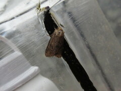 Pseudorthodes vecors